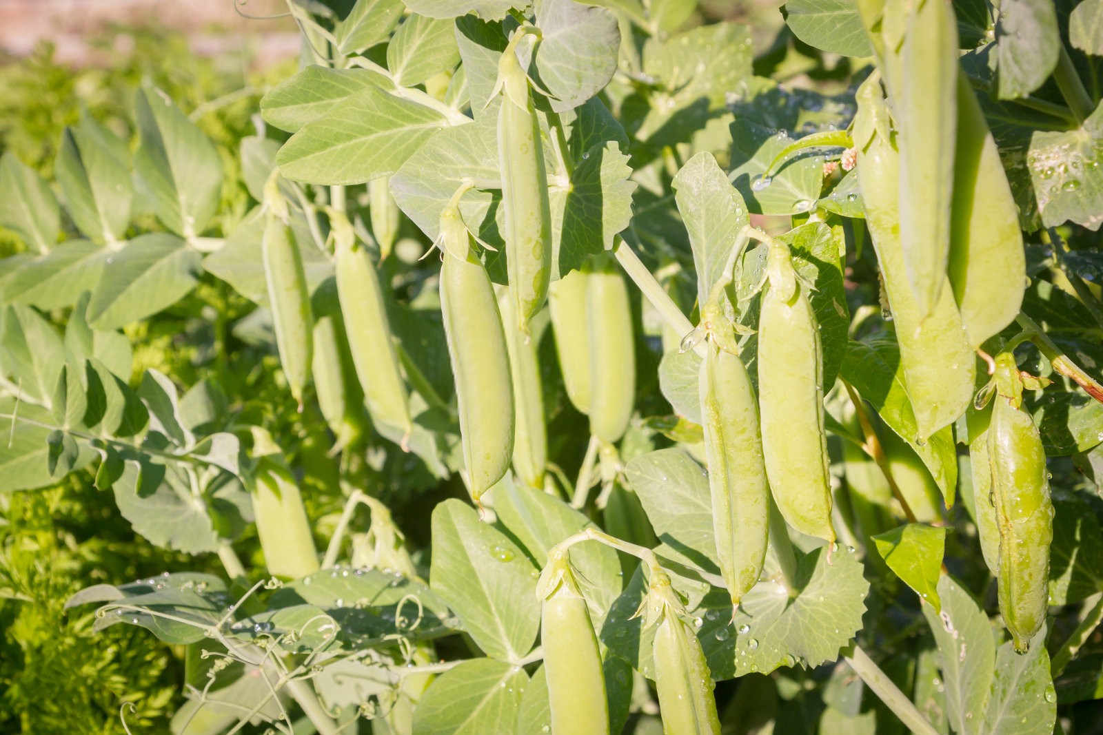 绿色守护：荷兰豆蓟马防治的科学之道