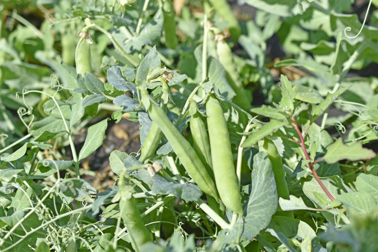 缓释肥颗粒通用型直播荷兰豆