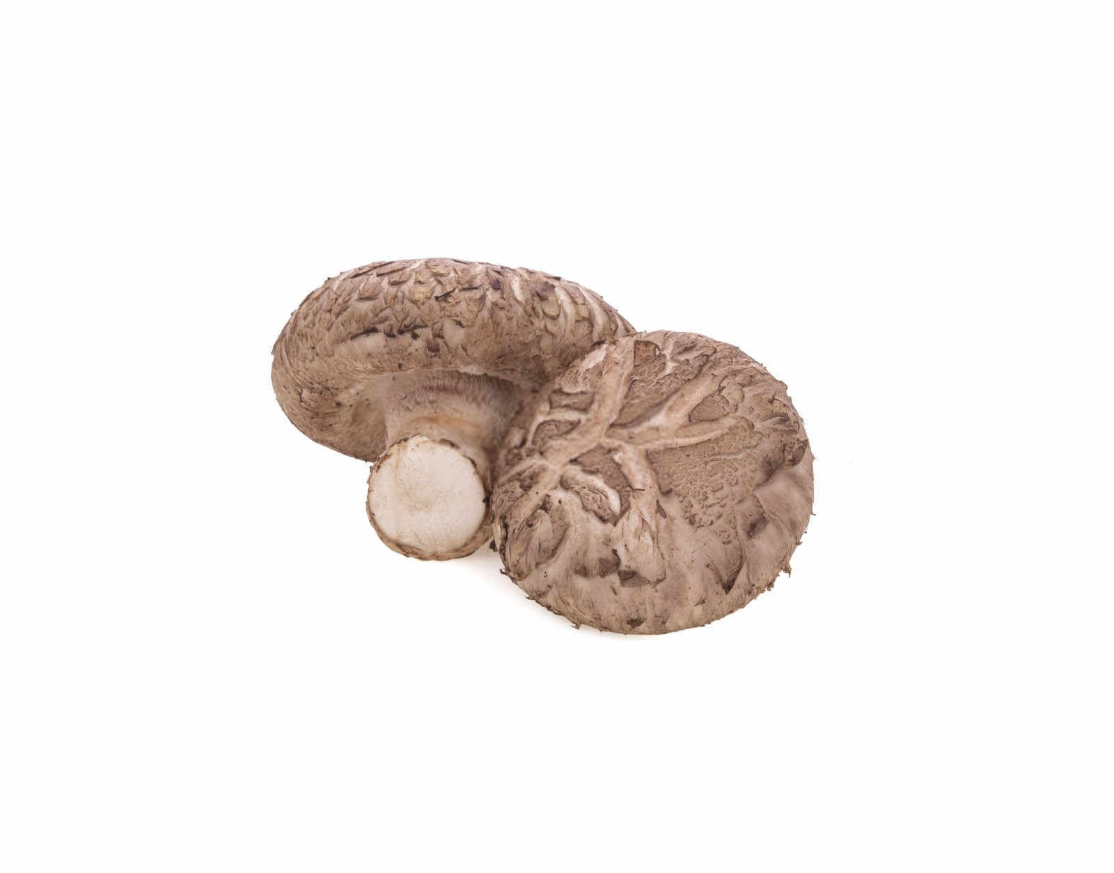 秀珍菇水溶肥厂家直销有哪些牌子？
