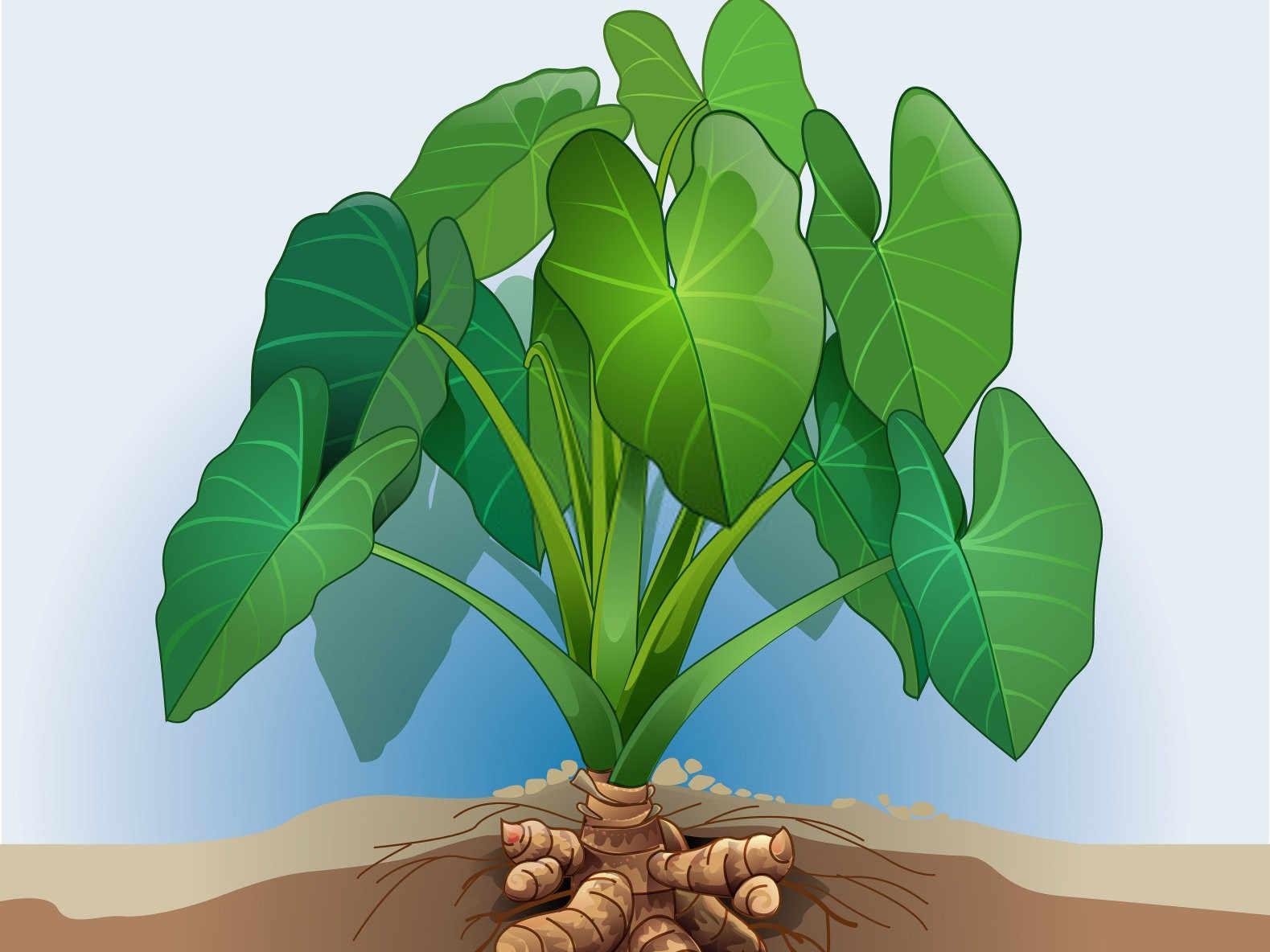 大芋头高效种植秘籍：提升产量的关键点