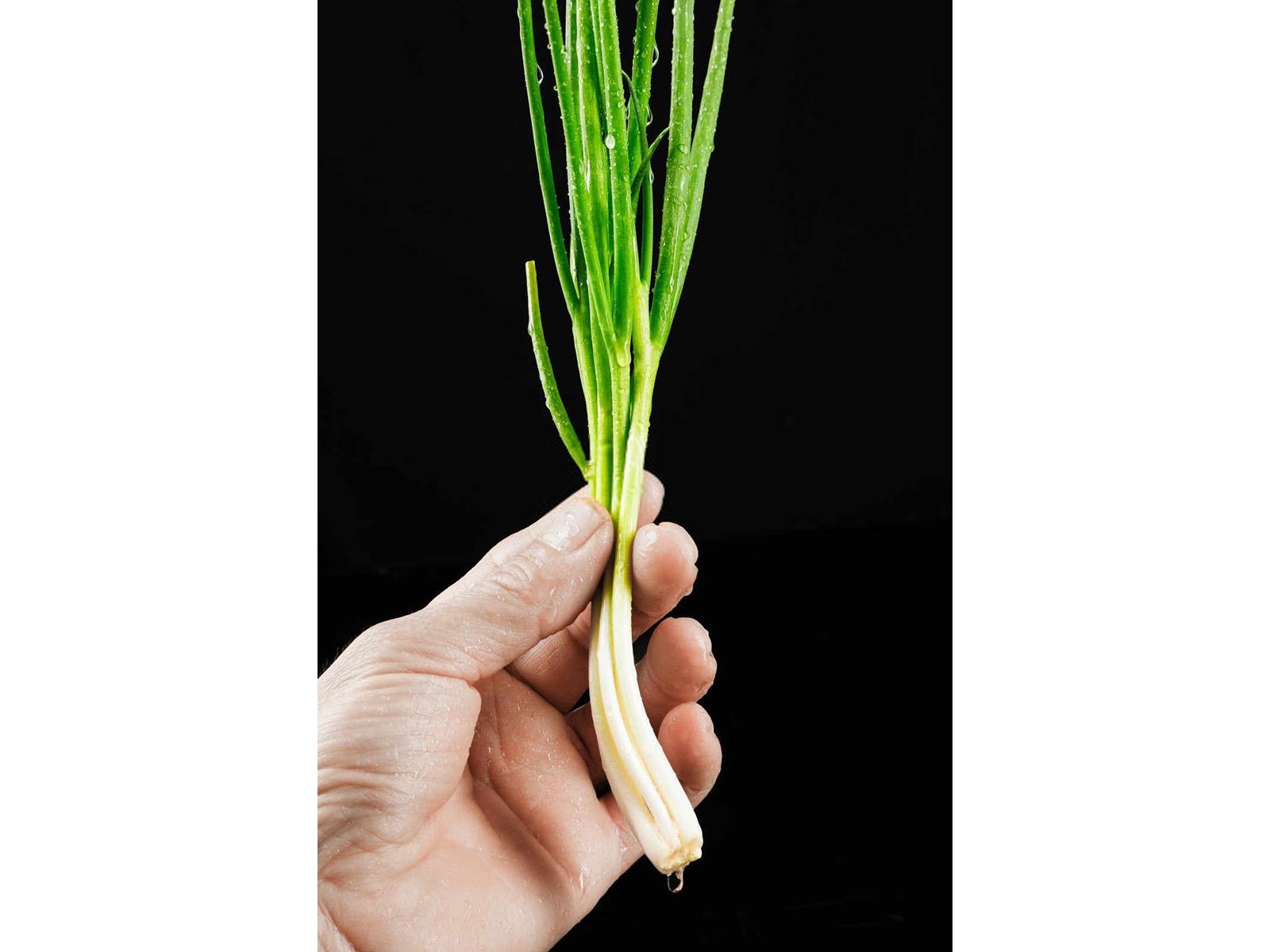 临安2025花葱腐植酸水溶肥料厂家有哪些？