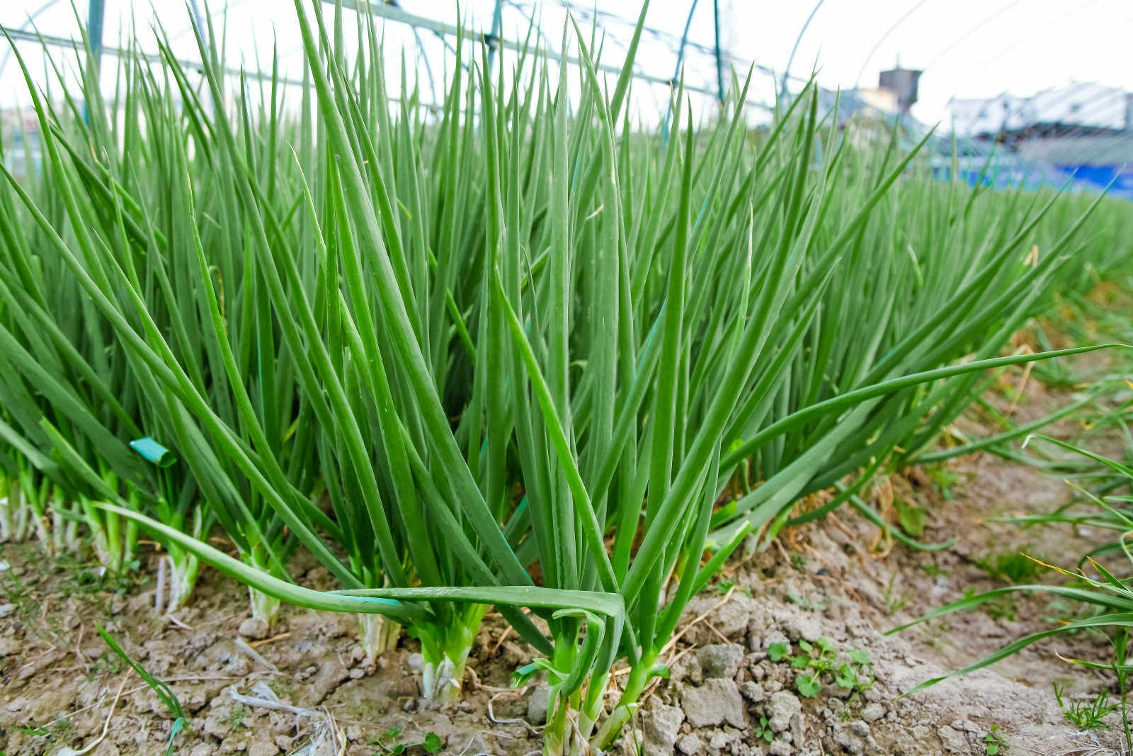 四季小香葱的种植秘籍：一年四季绿指间