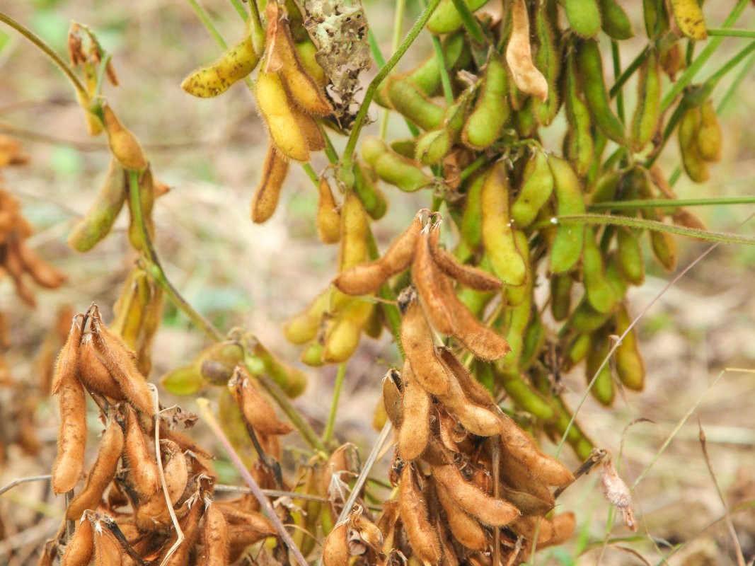 守护绿意盎然：黄豆点蜂缘蝽防治策略详解