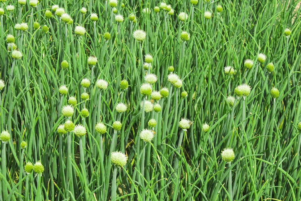 沙葱应用生物肥料的产量是多少吨冀州？