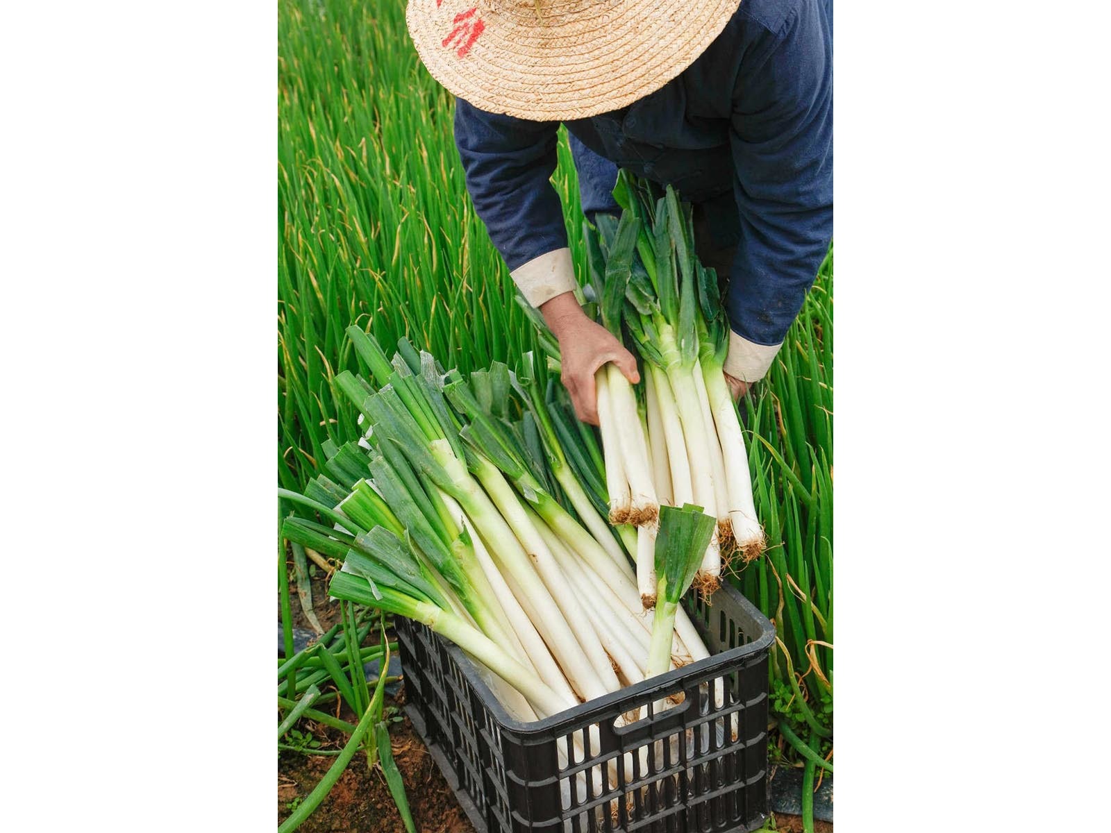 守护绿意盎然：防治洋葱枯萎病的用药智慧