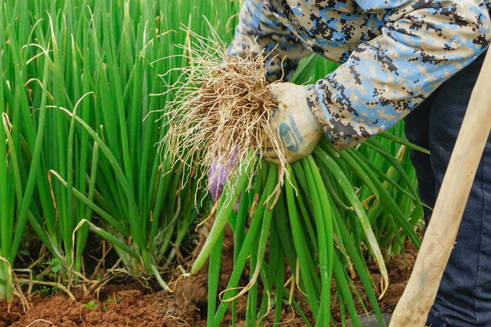 冬季大葱种植管理