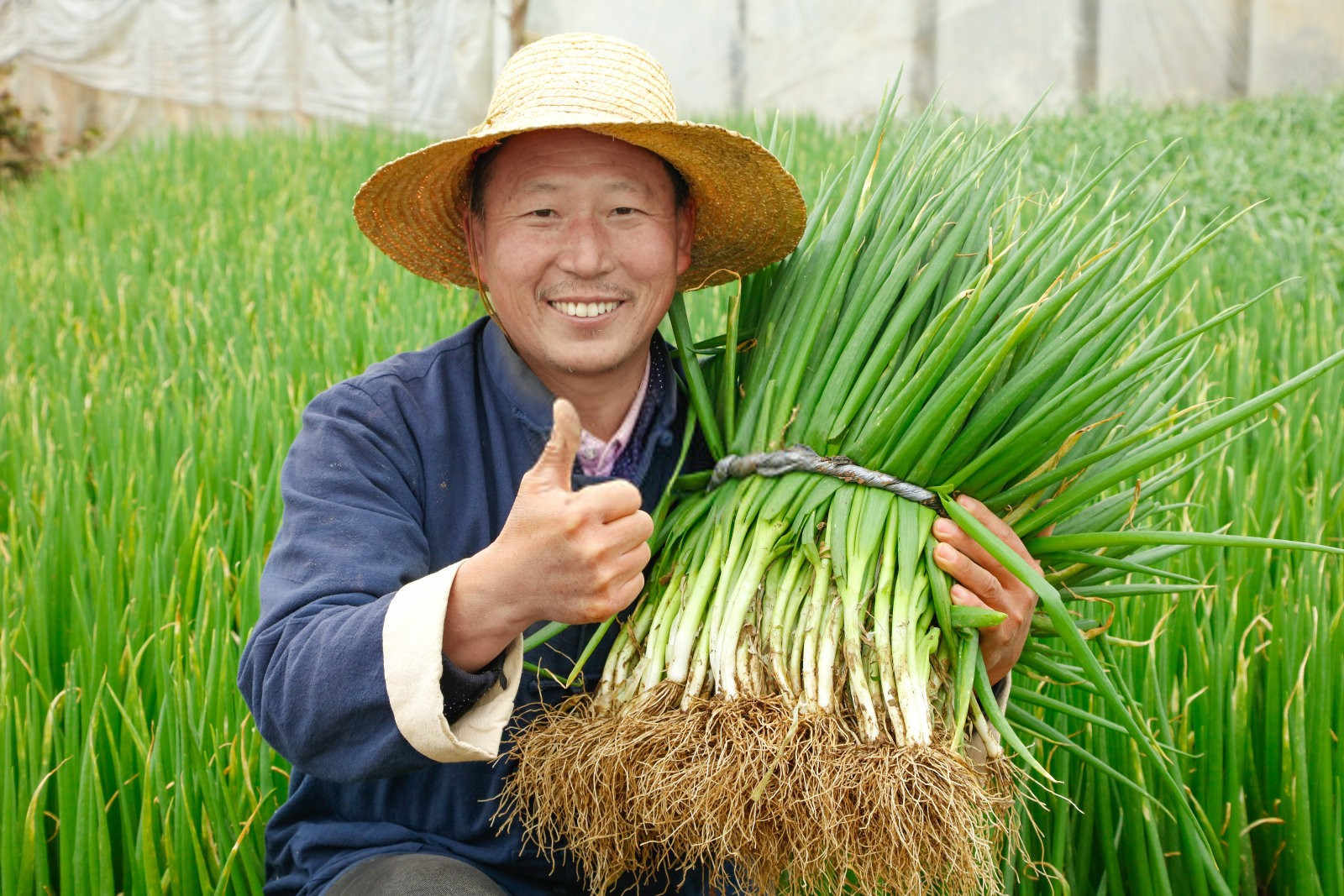 有机洋葱如何施肥可以增产？有机洋葱施肥技术