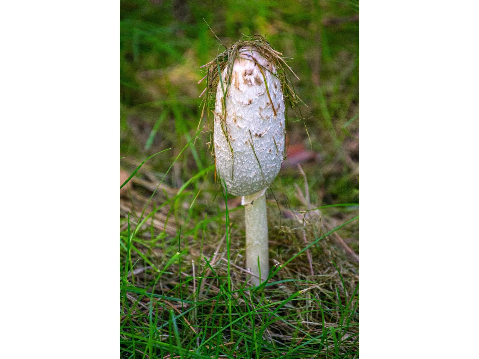 竹荪竹林套种技术