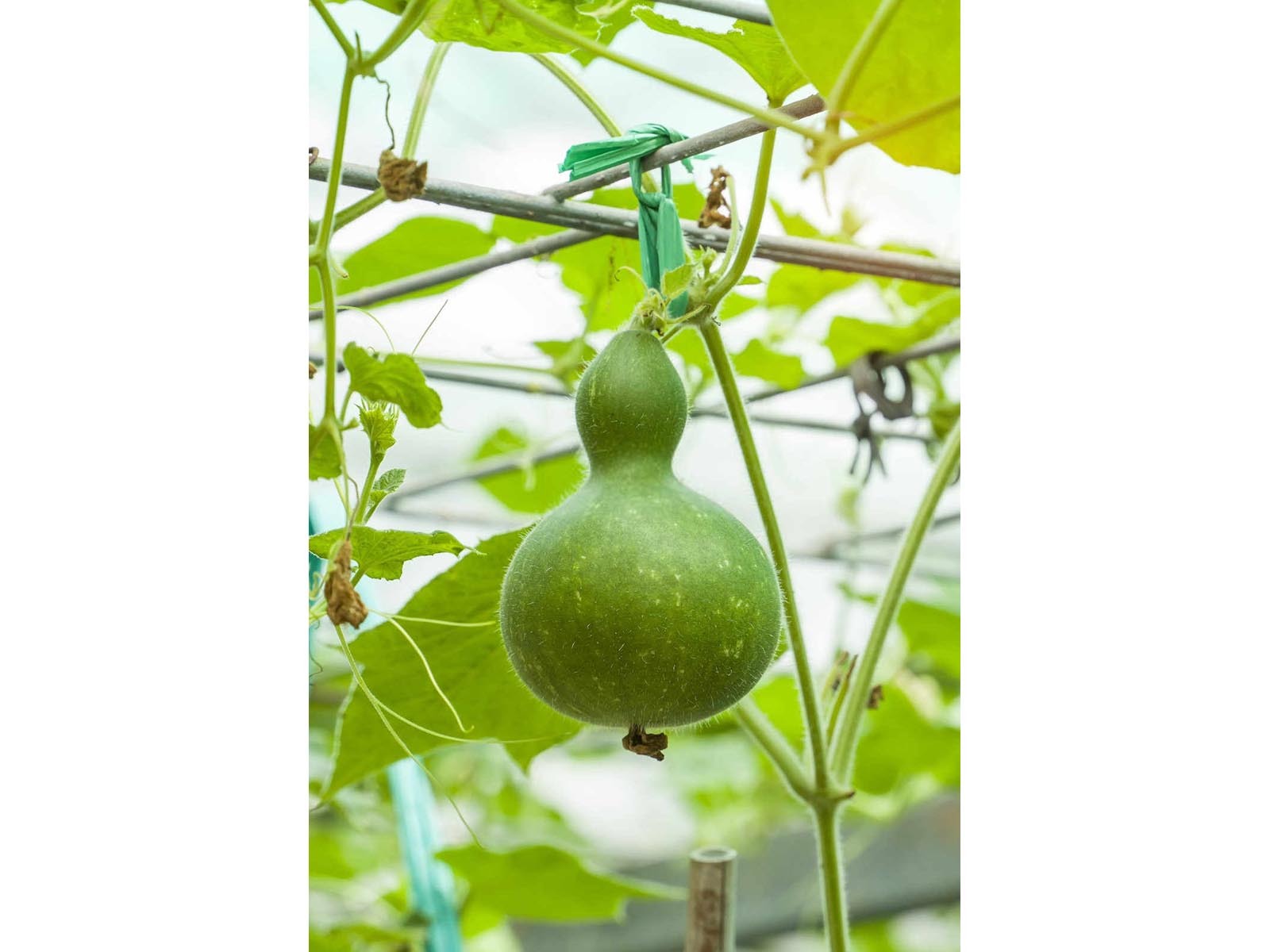 西葫芦种植如何控旺？