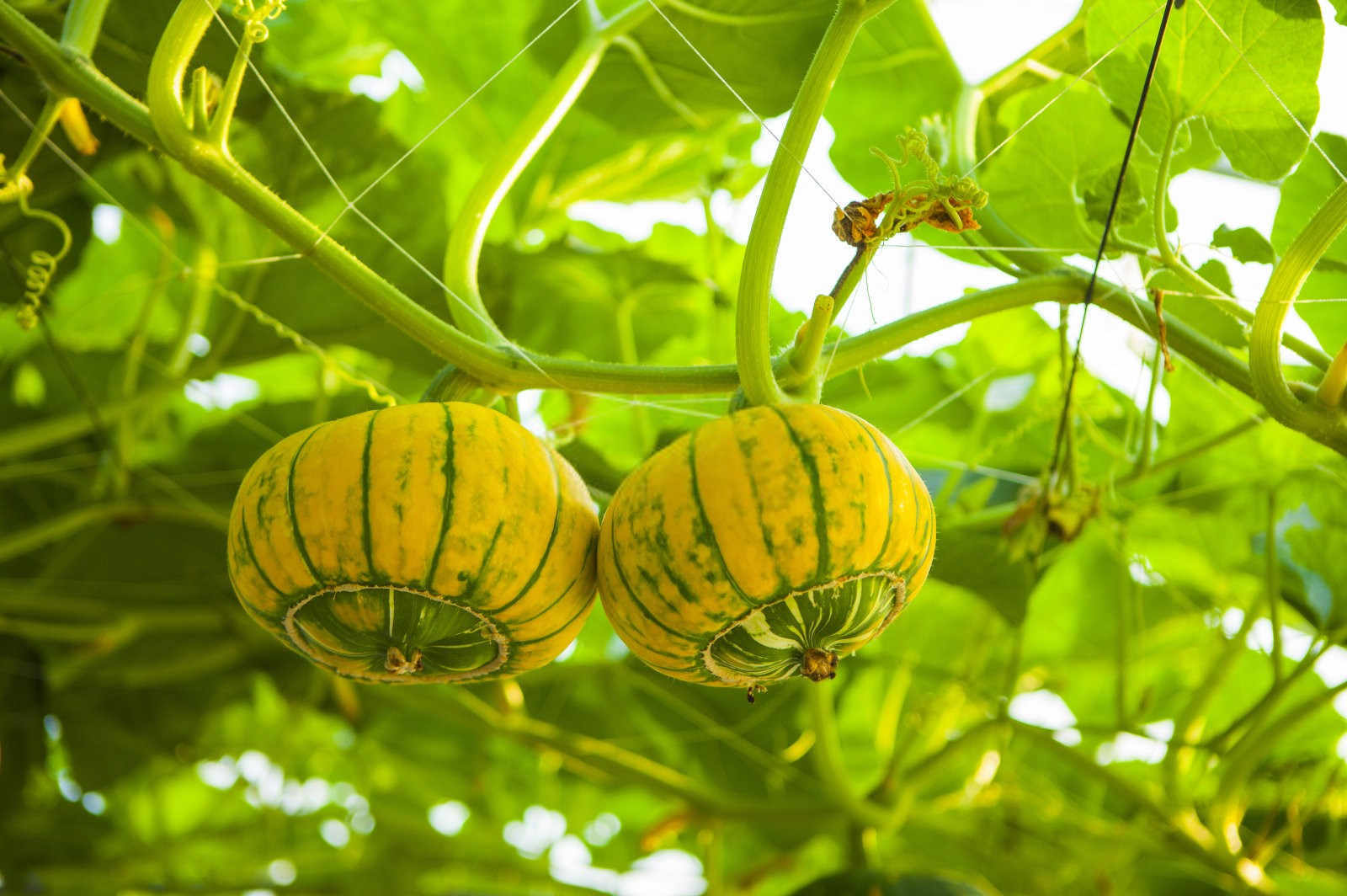 南瓜的风味之旅：探索传统与现代食品加工技术