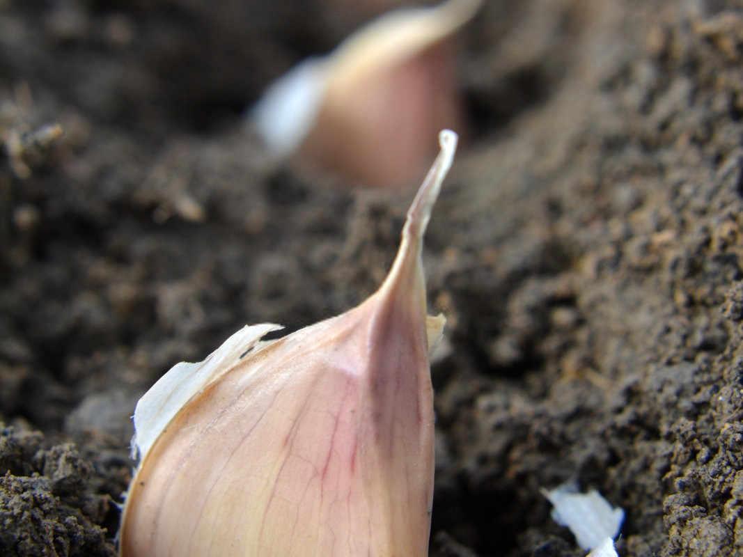 蒜苗繁茂秘籍：掌握科学种植与管理技巧