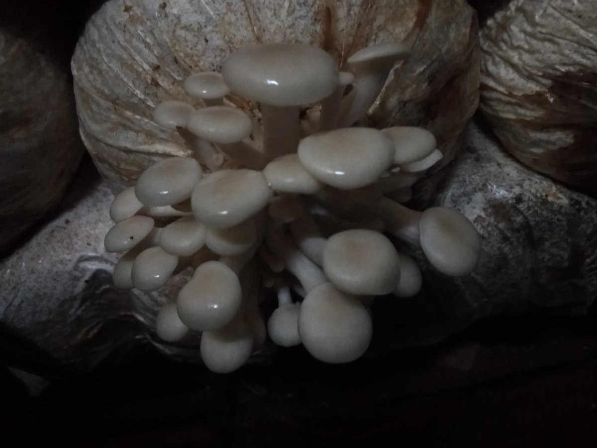 平菇水溶肥生产厂家哪家好用一点的？