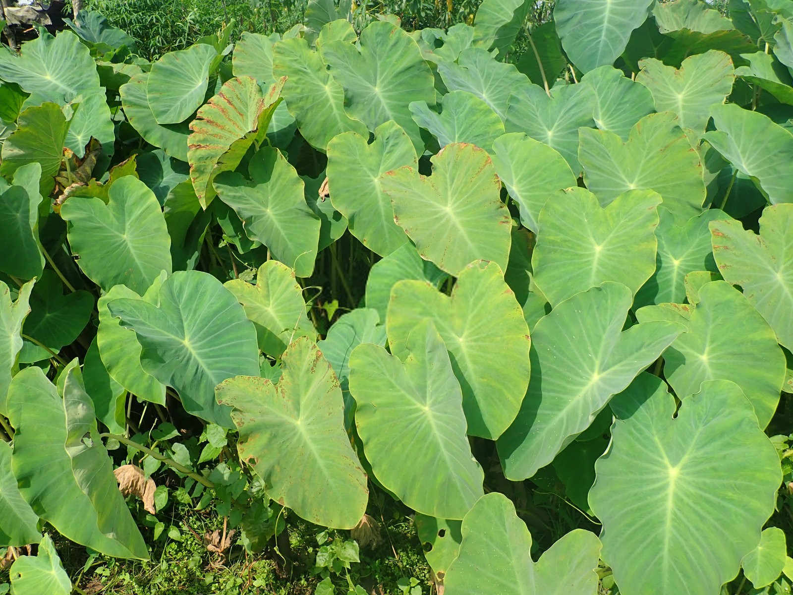 高钙高钾水溶肥芋头专用