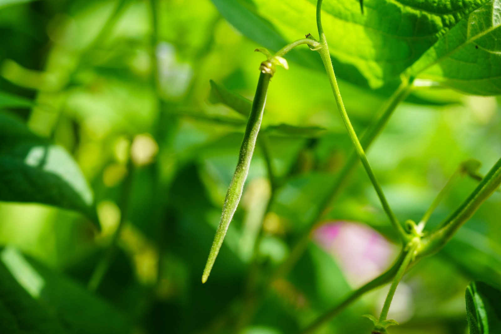 芸豆能不能冲磷肥用？