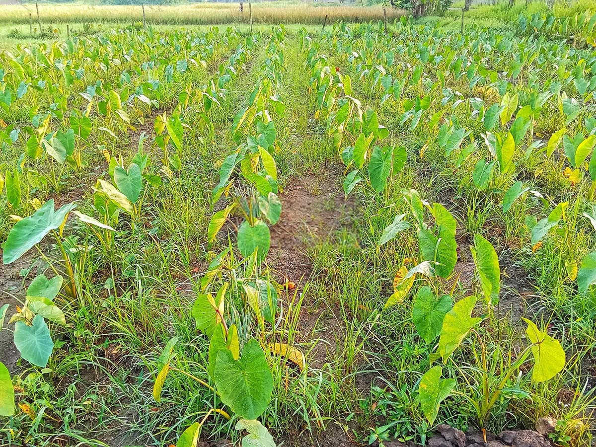 大芋头高效种植秘籍：提升产量的关键点