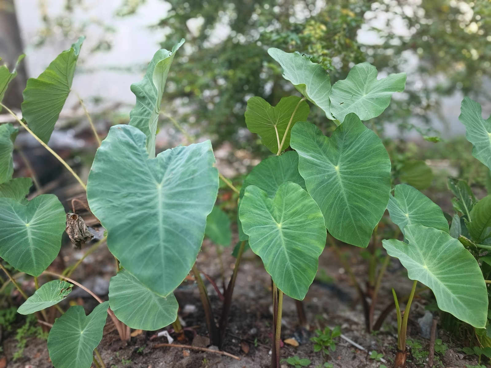 芋头育苗：掌握合理种植技巧，收获丰硕成果