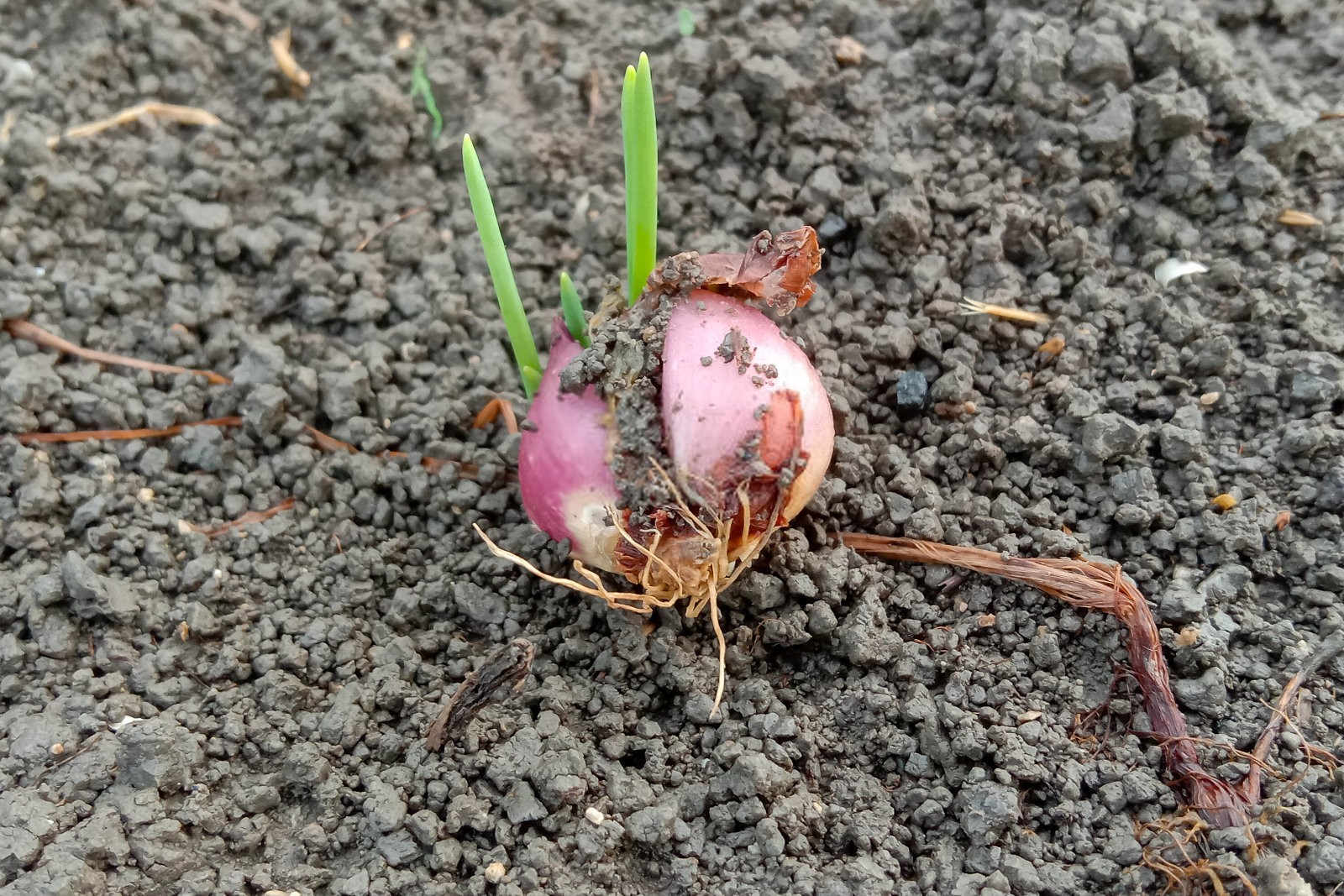 种植洋葱如何追肥？
