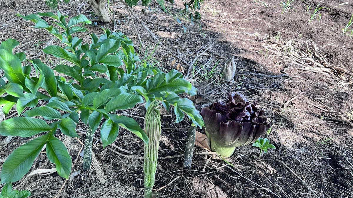 浅析魔芋种芋大规模室内架藏技术的研究及应用