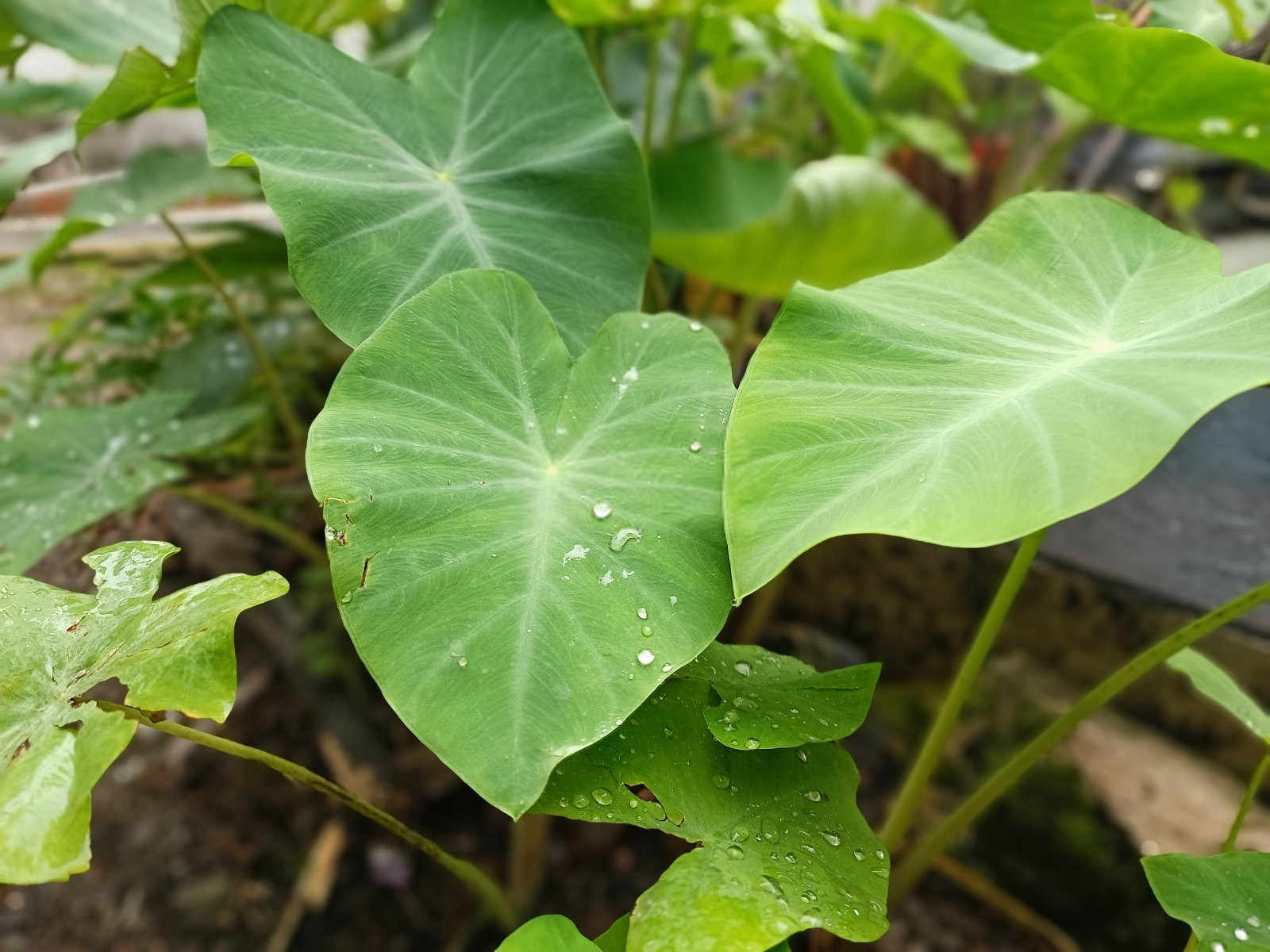 公认最好的三个缓释肥品牌是什么丹东芋头？