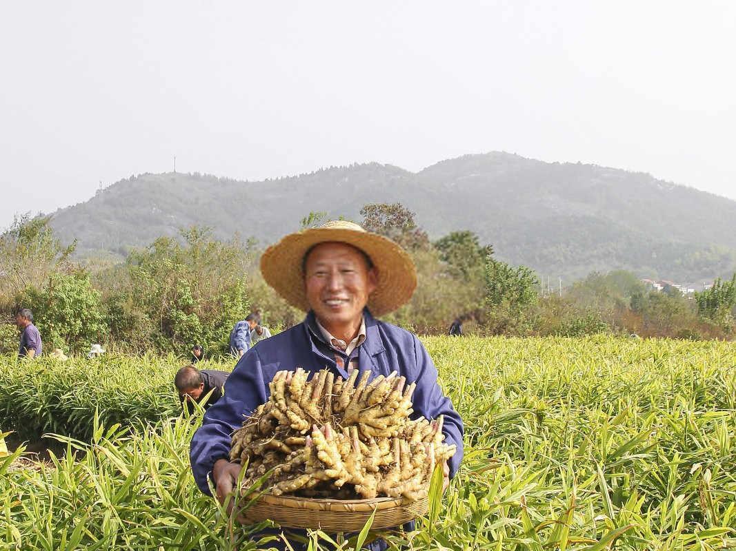 黄姜家庭种植全攻略：从零开始的姜农之路