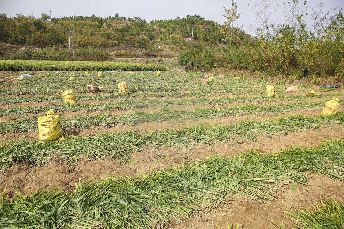 黄姜农用微生物菌剂是什么肥料玉林？