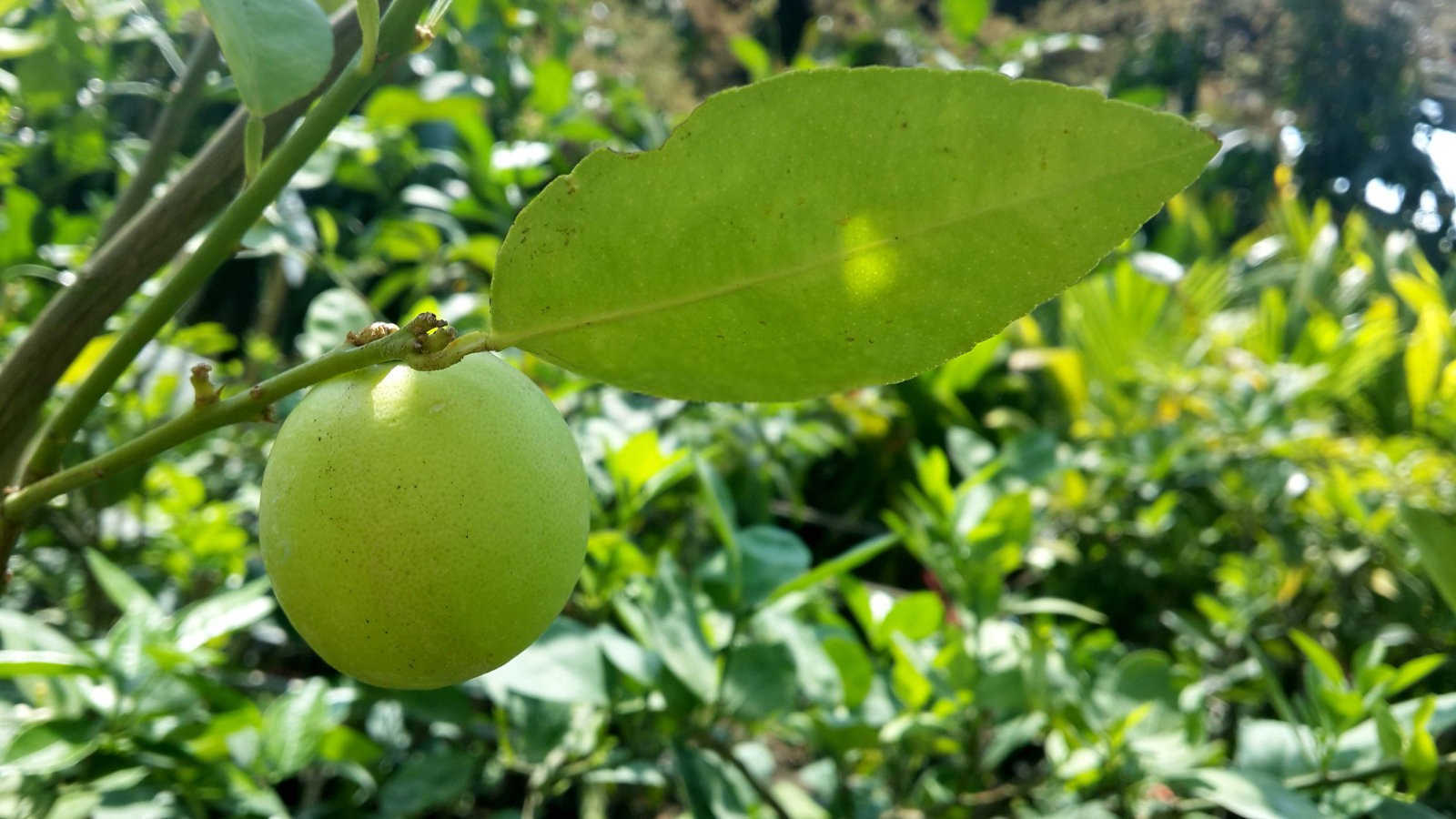 柠檬蓟马:症状、诊断与治疗方案