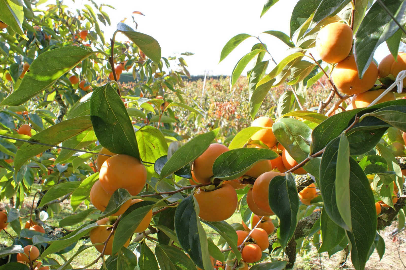 2026高浓度硫酸钾复合肥的作用与用途邳州柿树