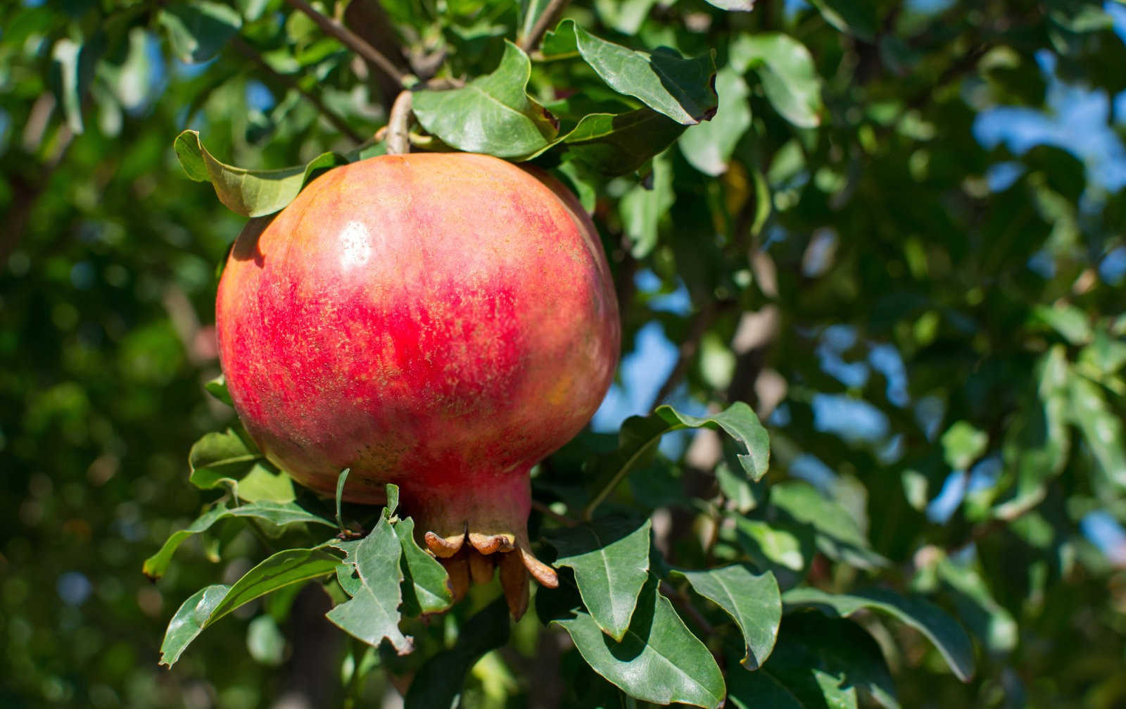 石榴冻害怎样预防，石榴冻害的预防方法？