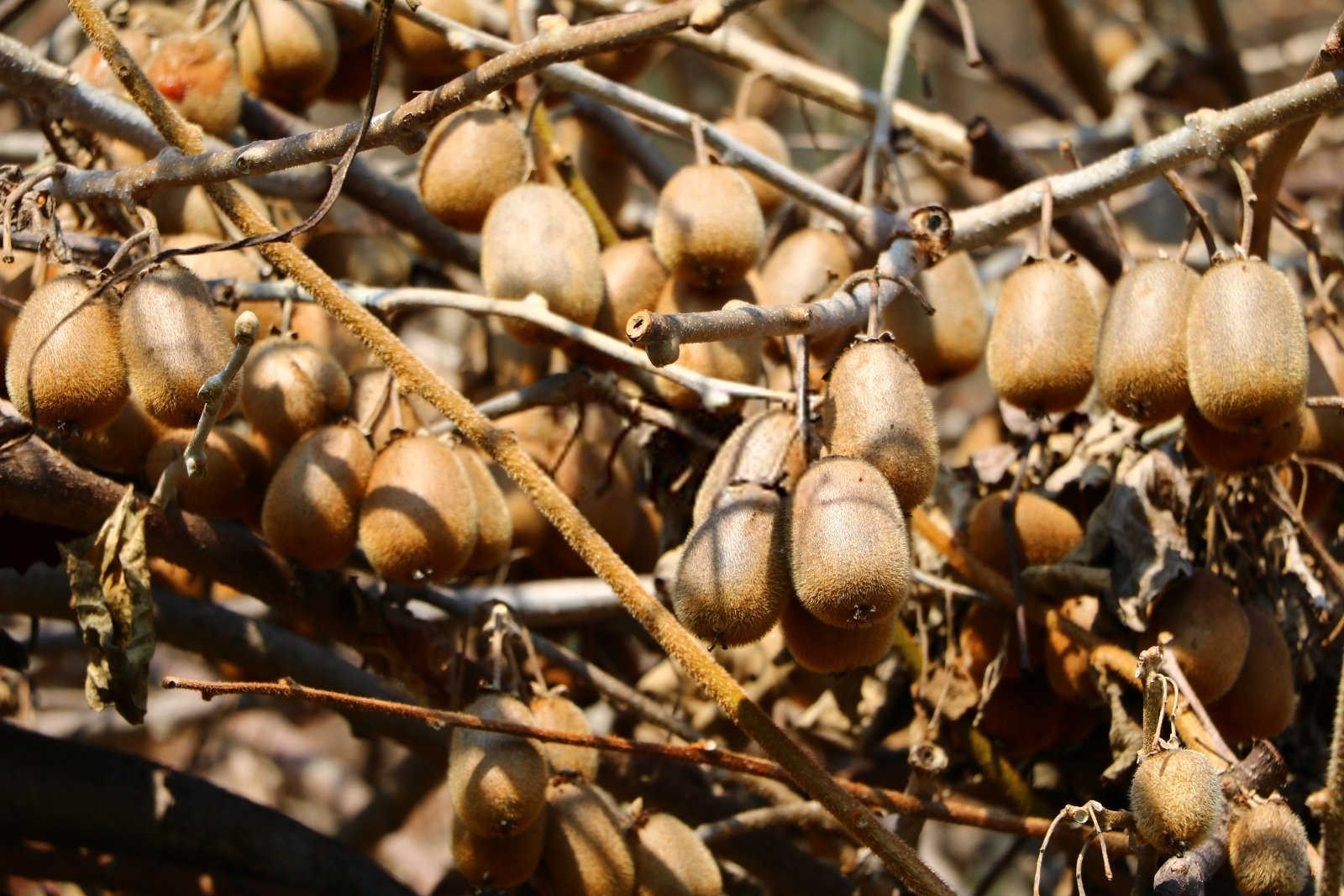 奇异果大量元素水溶肥料使用方法和用量？