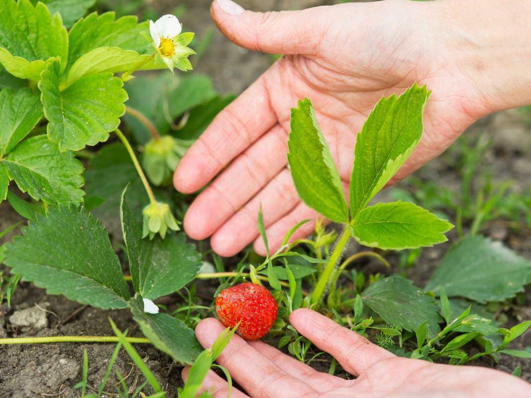 草莓苗种植全攻略：从选种到收获，掌握每一步确保甜脆果实