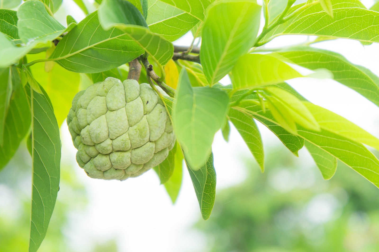 番荔枝病虫害综合防治技术