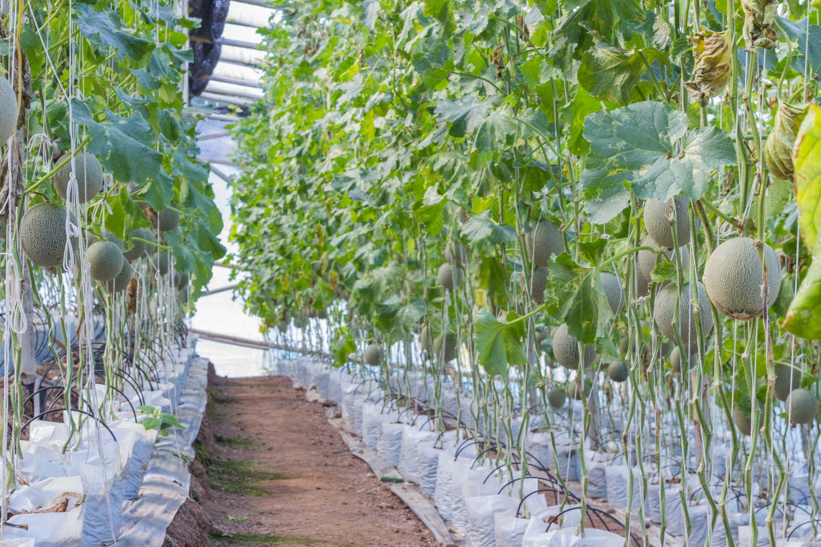 甜蜜盛夏：哈密瓜的种植时节与栽培艺术