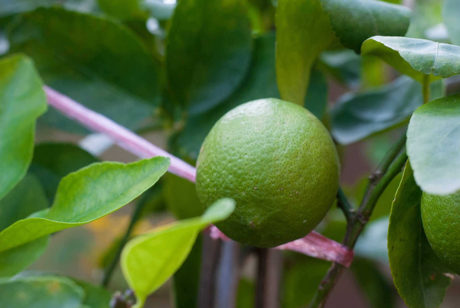 用柠檬籽种几年能结果，柠檬种植方法有哪些？