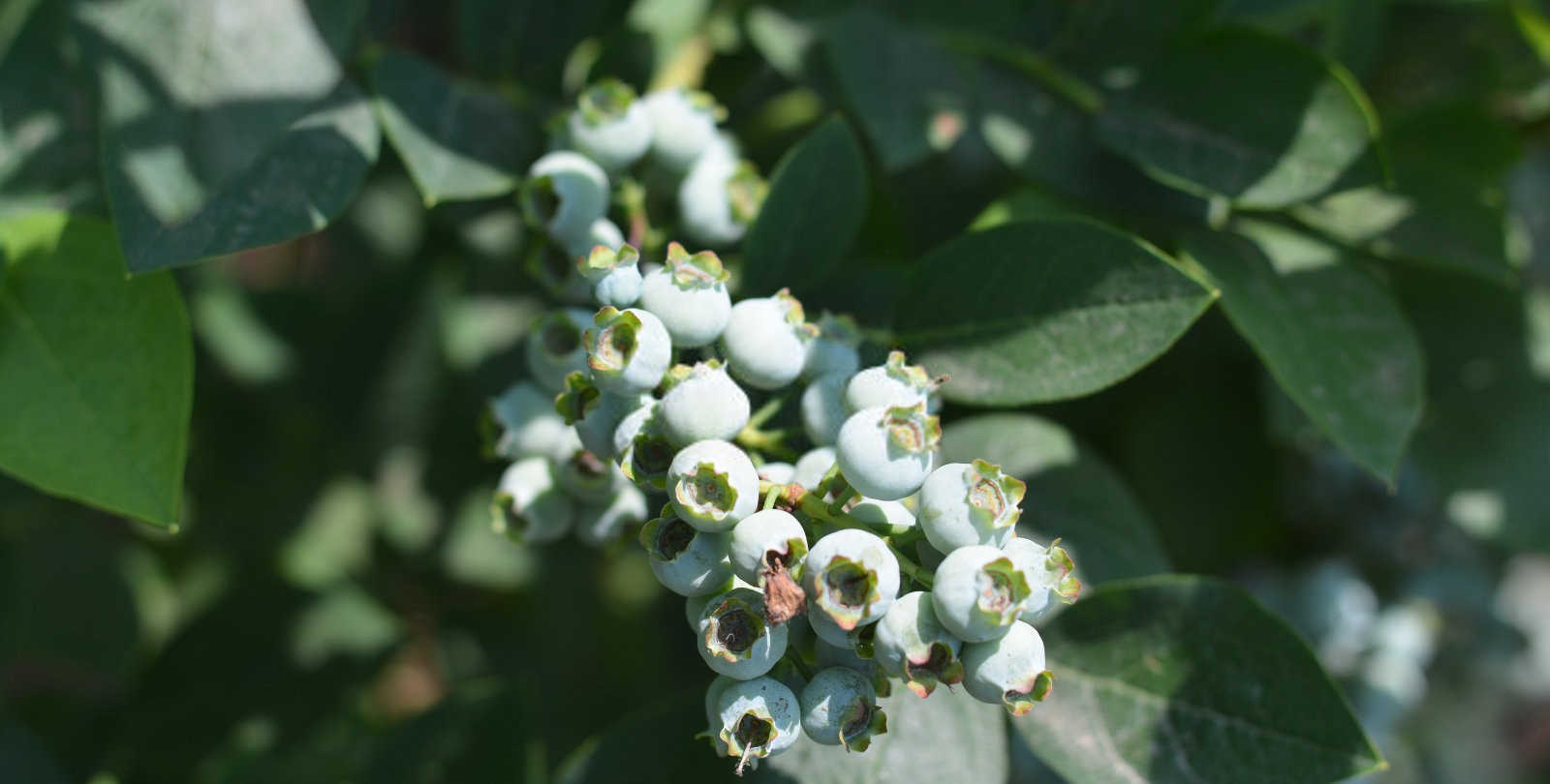 大连叶面肥多久喷一次蓝莓？