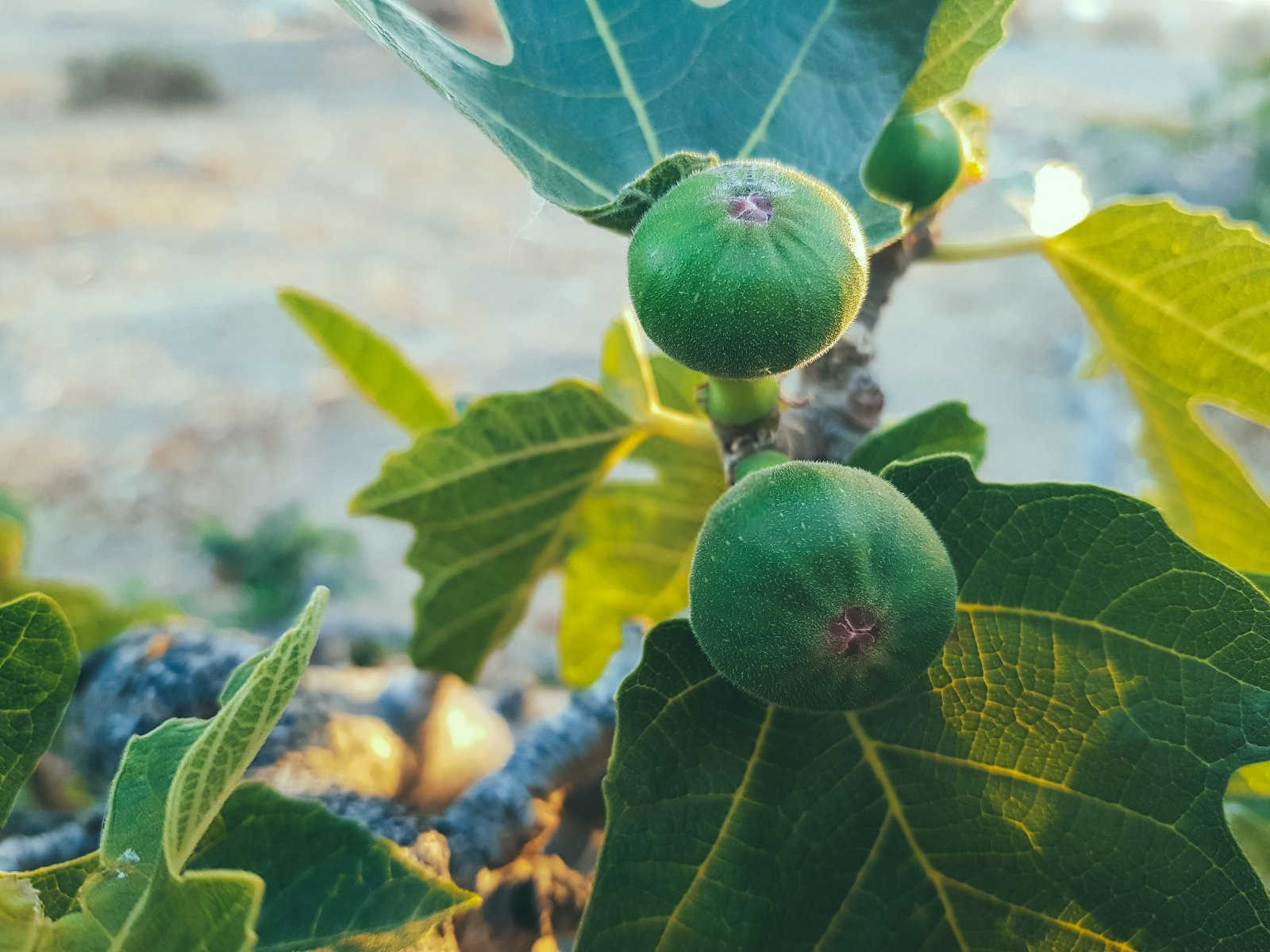 无花果修剪艺术：塑造果实盛宴