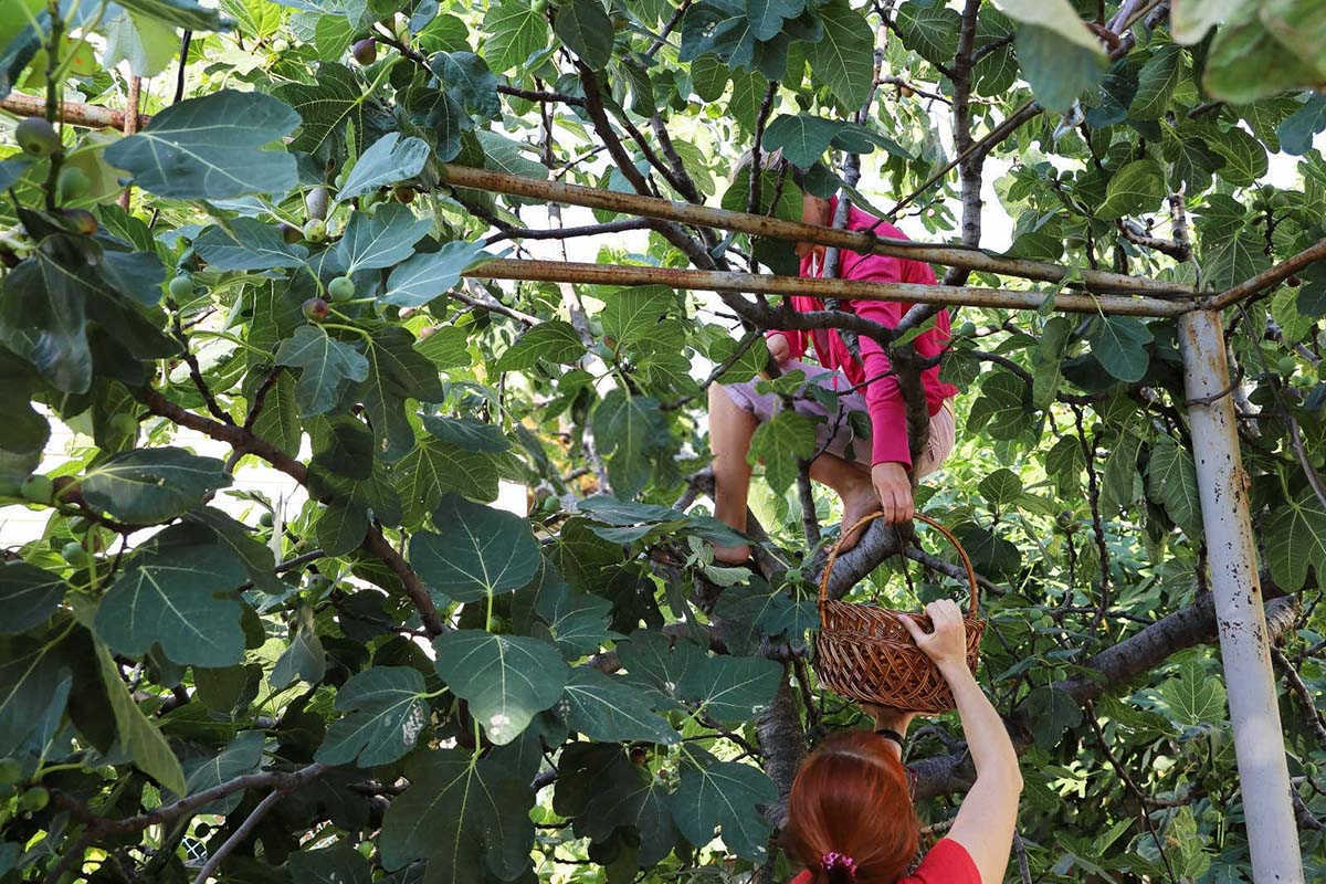 种植无花果时磷肥怎么施肥最好？