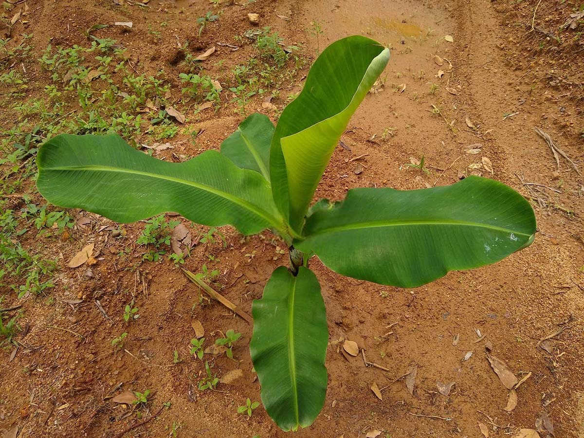 芭蕉树可以放在室内吗？芭蕉树不能种在家里的原因？