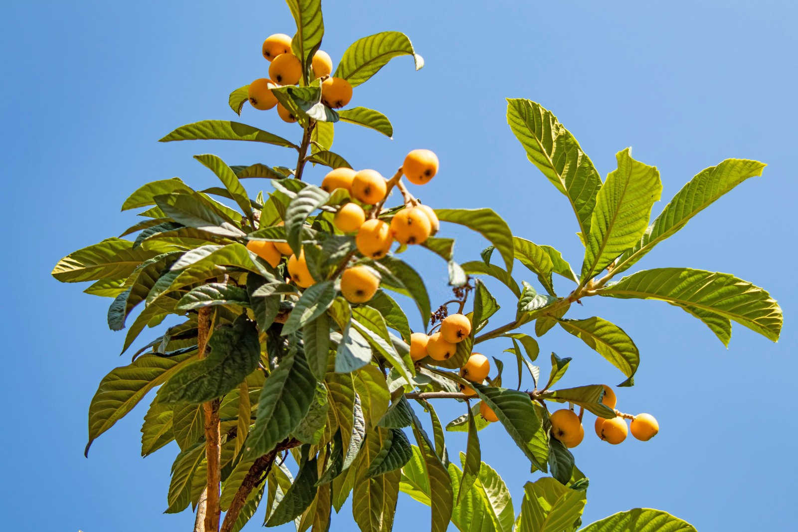 枇杷栽培技术：从种植到收获的全程指南