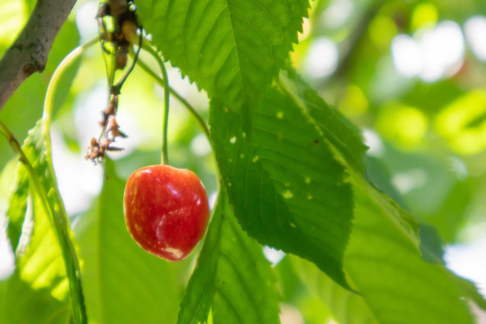 如何防治樱桃细菌性穿孔病？