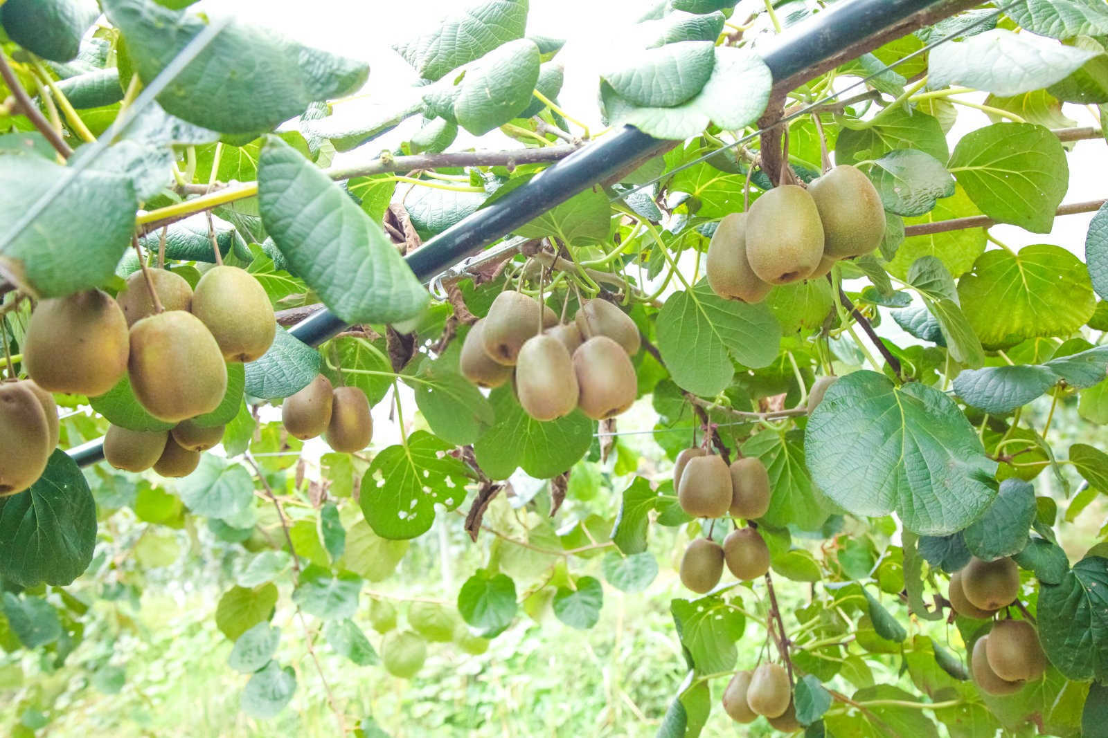 奇异果大量元素水溶肥使用时间