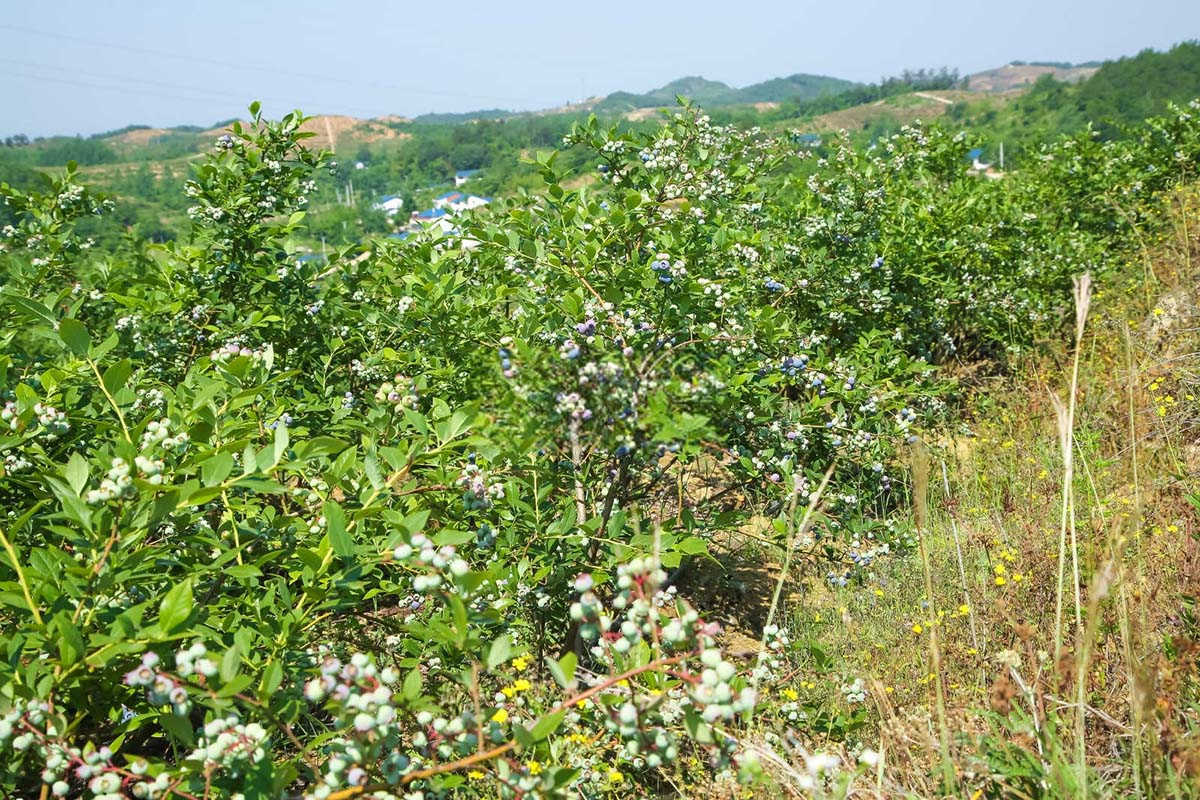 蓝莓专用水溶肥厂家直销