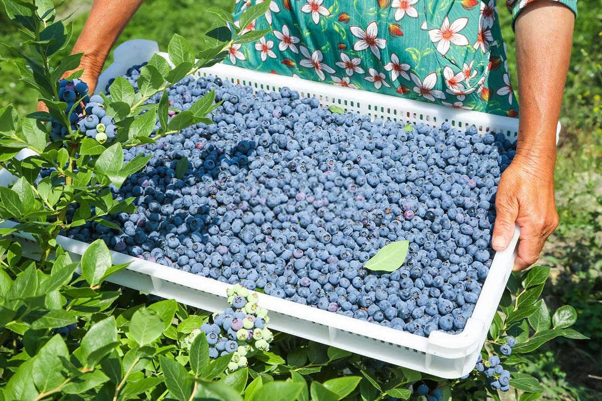 烟叶蓝莓在什么时候使用高钾肥最好？