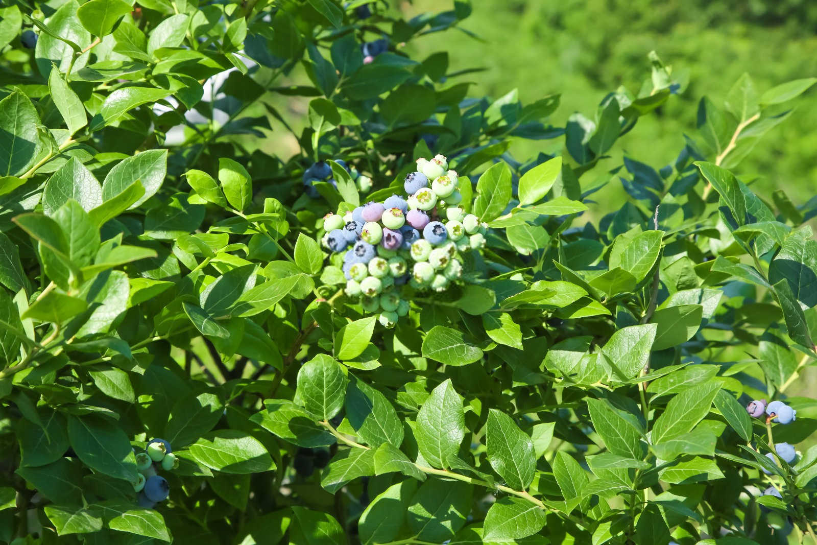 防治蓝莓僵果的方法？