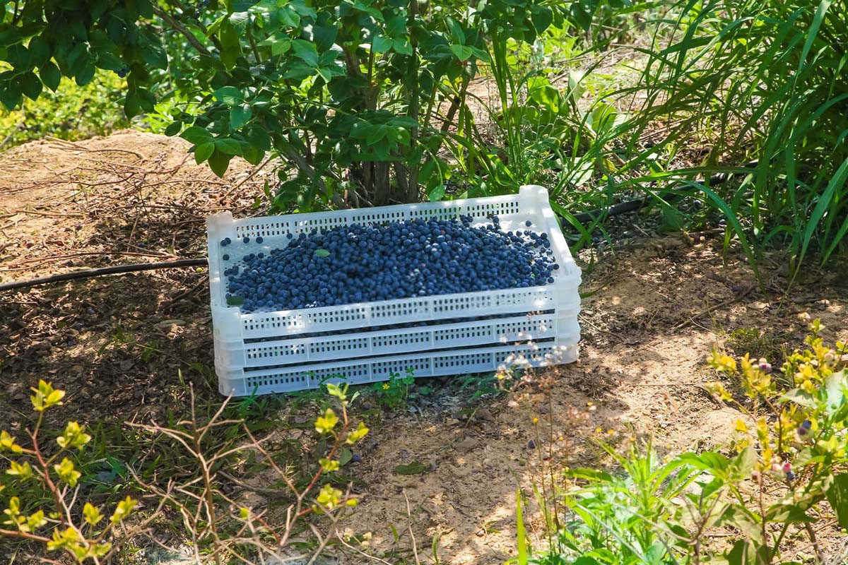 夏季蓝莓护理：修剪与施肥的艺术