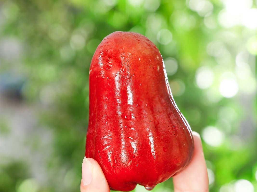 生物有机肥的功效和作用有哪些药莲雾？