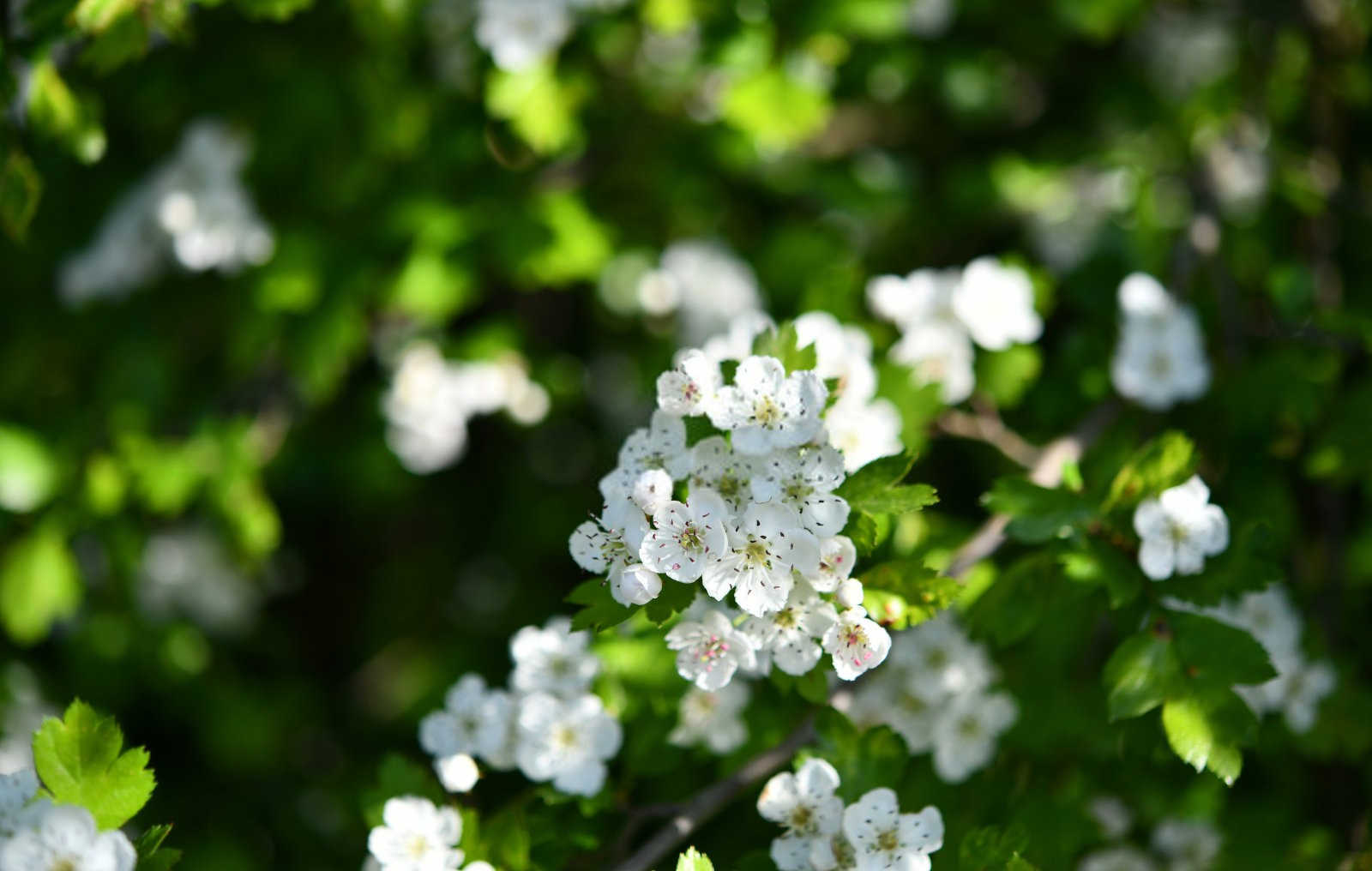 山楂栽培技术？