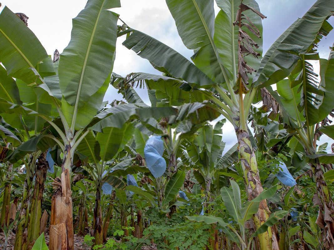 香蕉根结线虫防治的误区