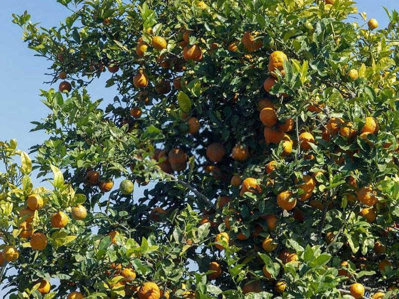 绿色复合肥是什么肥料柠檬？