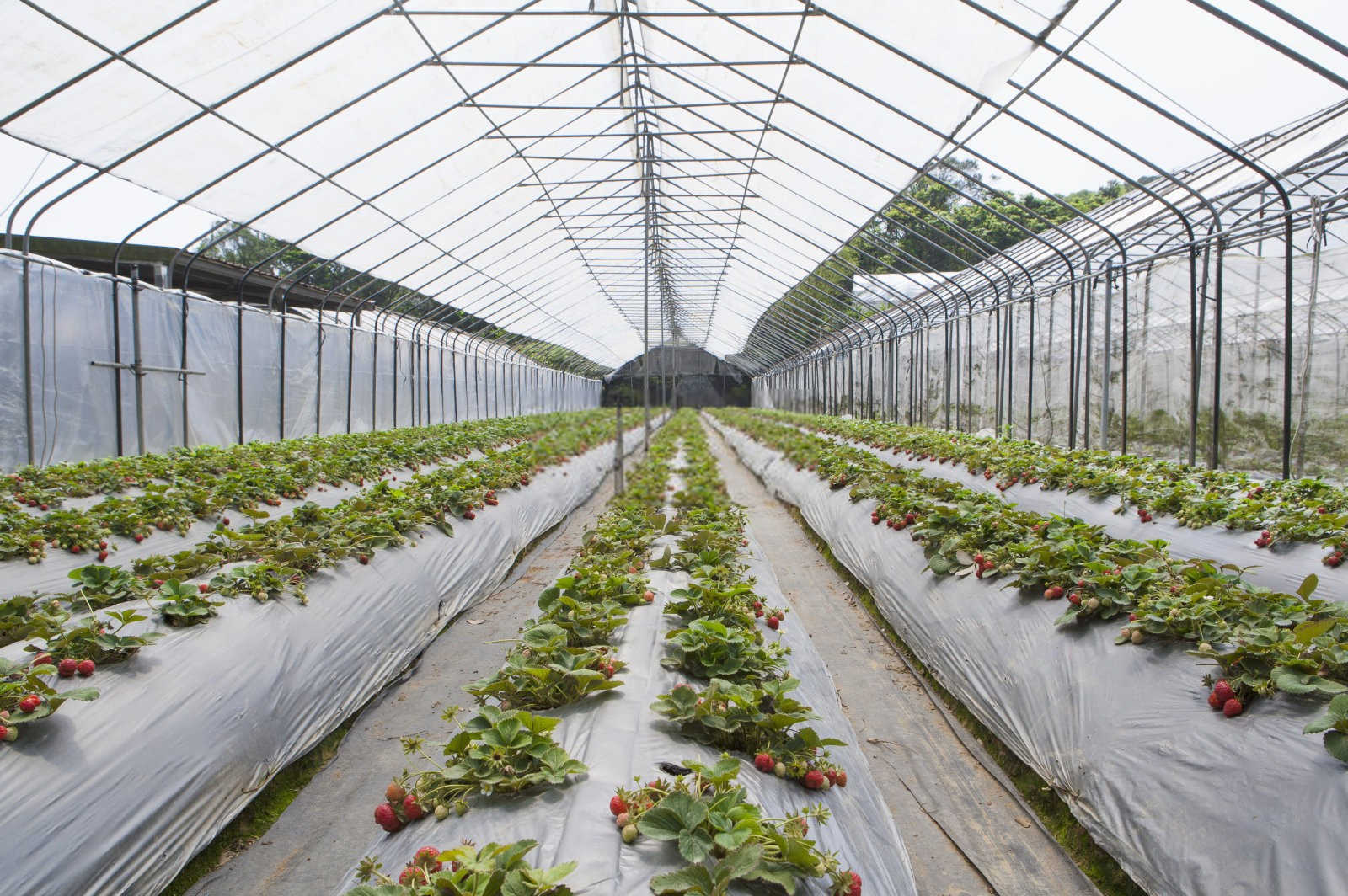 田间守护者：有效防治草莓地老虎的农药策略