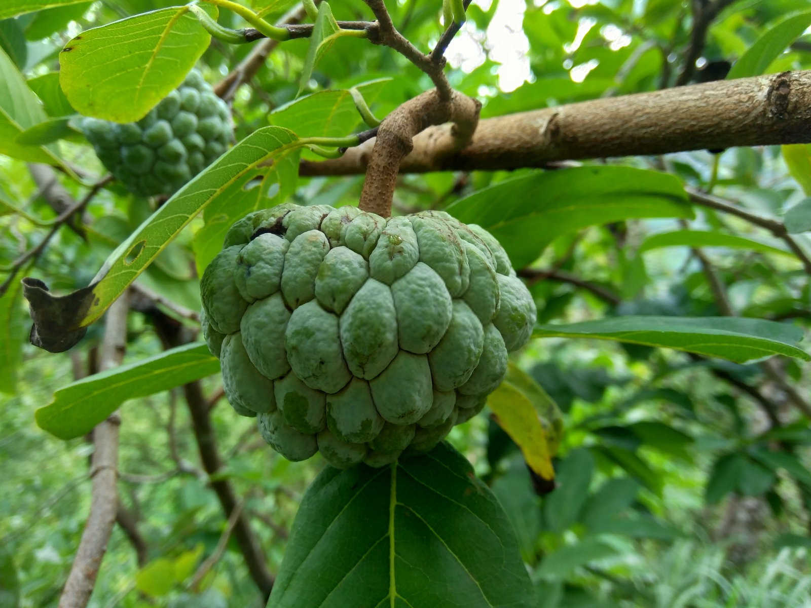 番荔枝要如何促花？